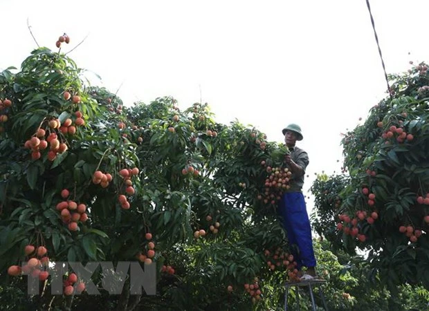 Thu hoạch vải thiều chín thôn Phúc Giới, xã Thanh Quang, huyện Thanh Hà, Hải Dương. (Ảnh: Vũ Sinh/TTXVN)