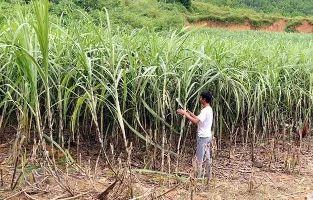 Người dân xã Kháng Nhật, huyện Sơn Dương, tỉnh Sơn La chăm sóc mía. (Ảnh: Quang Cường/TTXVN)