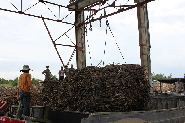 Hàng ngàn nông dân lo lắng về việc đề xuất nhà máy đường ngưng hoạt động.