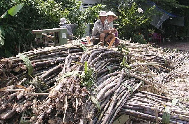 Nông dân trồng mía ở Phụng Hiệp đang hy vọng nhà máy Phụng Hiệp hoạt động trở lại.