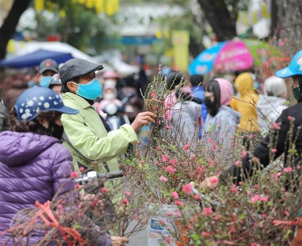 Người dân chọn mua hoa đào về chơi Tết. (Ảnh: Thanh Tùng/TTXVN)