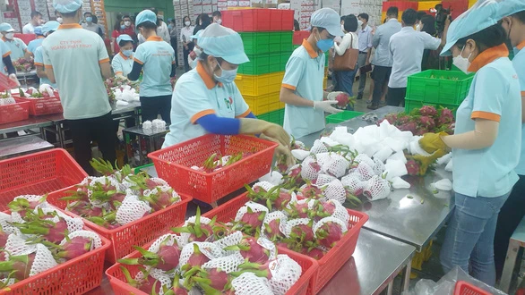 Khó xuất hàng sang Trung Quốc, nhiều doanh nghiệp đang tìm cách xuất thanh long đi thị trường khác - Ảnh: N.TRÍ