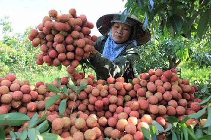 Vải thiều Bắc Giang, Hải Dương lên sàn thương mại điện tử.