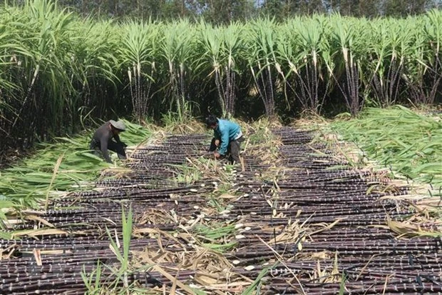 Bộ Công Thương gia hạn điều tra chống lẩn tránh thuế với đường mía