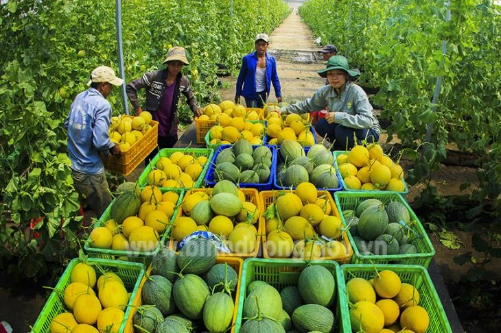 Cần sự vào cuộc để cùng giải quyết vấn đề "được mùa, mất giá"