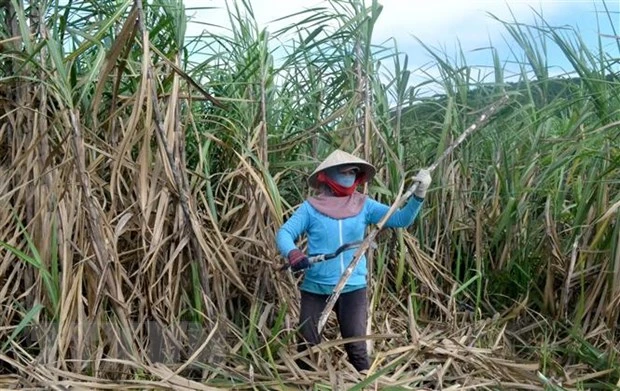 Nông dân trồng mía ở vùng mía Ninh Hòa, Khánh Hòa tất bật vào vụ thu hoạch. (Ảnh: Phan Sáu/TTXVN)