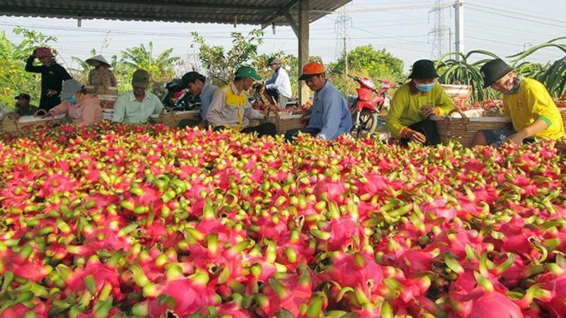 Nông dân xã Hòa Phú, huyện Châu Thành, tỉnh Long An thu hoạch thanh long. (Ảnh: Thanh Phong).