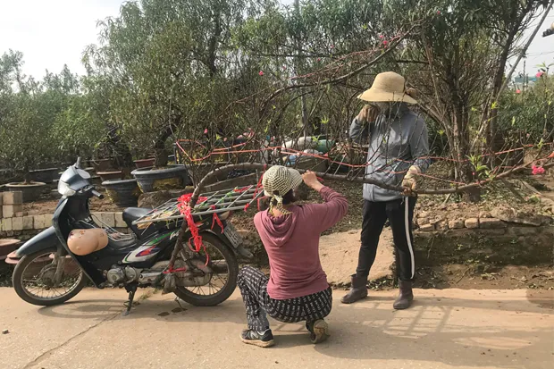 'Thủ phủ' đào Nhật Tân: Hối hả chăm cây, thấp thỏm 'ngóng' thời tiết hình ảnh 2 'Thu phu' dao Nhat Tan: Hoi ha cham cay, thap thom 'ngong' thoi tiet hinh anh 2