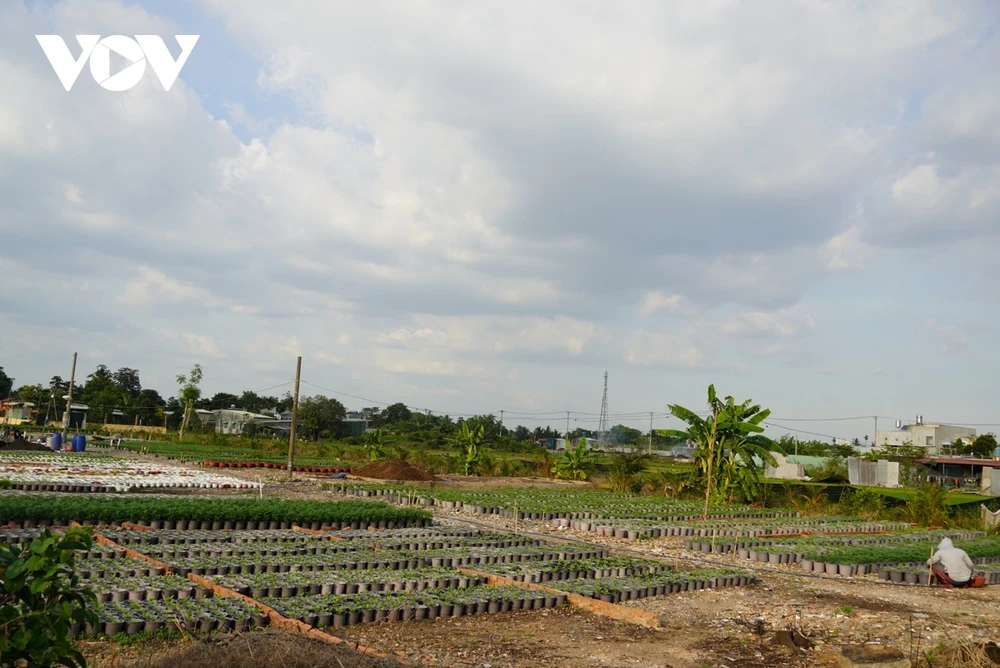 Một số vườn trồng hoa ngắn ngày trồng ở khu đất cao thì ít bị thiệt hại (Ảnh: Hoàng Minh)