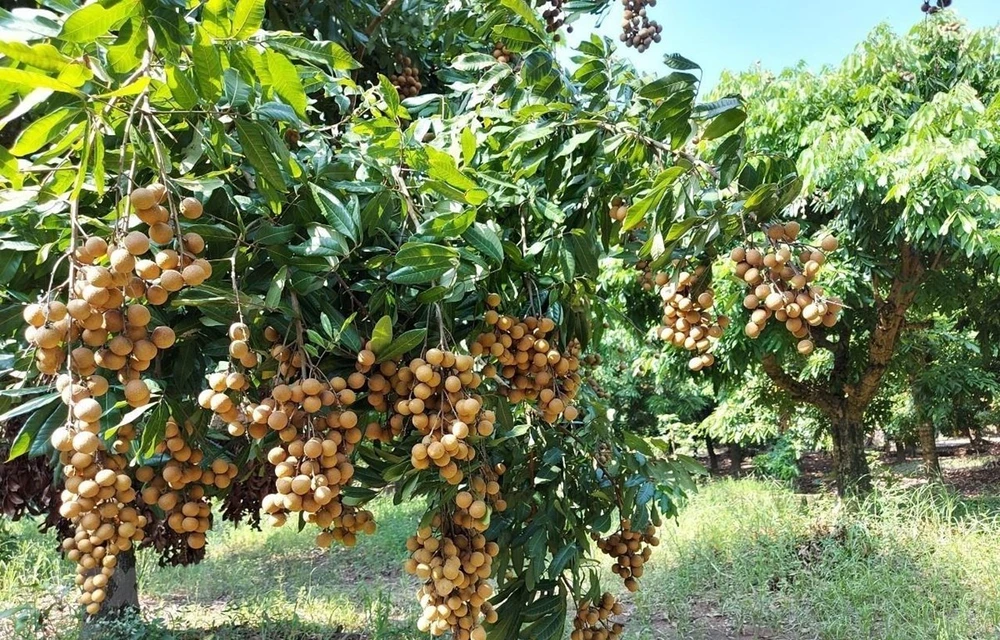 Quả nhãn tươi Việt Nam vào Nhật Bản: Mừng nhưng không chủ quan