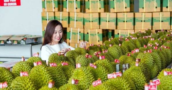 Kim ngạch xuất khẩu sầu riêng sang Trung Quốc tăng trưởng mạnh. (Ảnh HÀ AN)