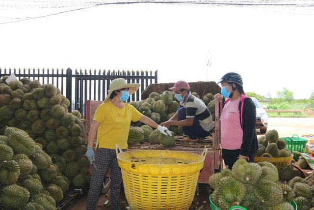 3 tuần trở lại đây, giá sầu riêng bật tăng. Ảnh minh họa.