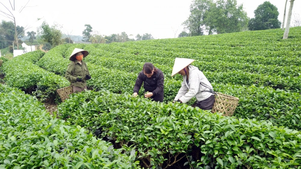 Các hình thức tập trung, tích tụ đất đai cho sản xuất nông nghiệp là định hướng mới trong Dự thảo.