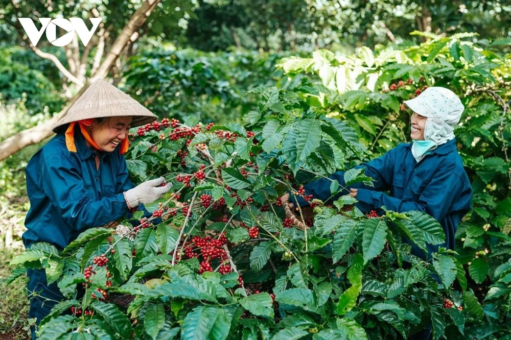 Nhiều loại nông sản tiêu biểu, chất lượng rất cao ở trong nước như: gạo ST25, cà phê, điều, vải thiều, dừa, xoài, thanh long,… nhưng xuất ngoại chủ yếu với dạng thô. (Ảnh: HL)