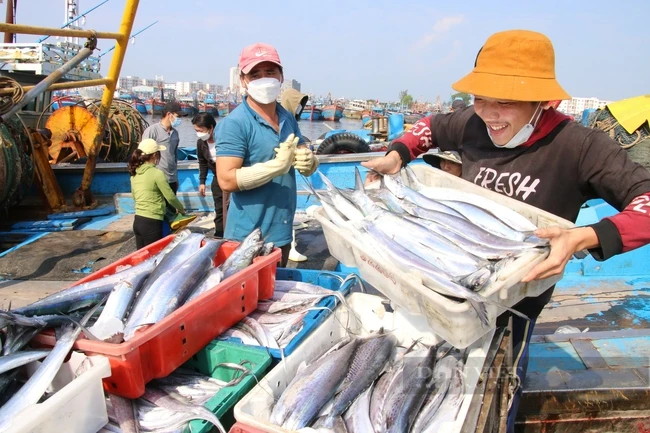 EC lùi lịch kiểm tra về chống khai thác IUU tại Việt Nam sang tháng 10