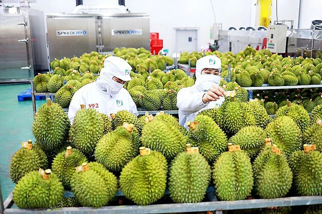 Sầu riêng là mặt hàng quan trọng giúp tạo nên kim ngạch ấn tượng của ngành rau quả nói chung. (Ảnh minh họa - Ảnh: Báo Đầu tư)