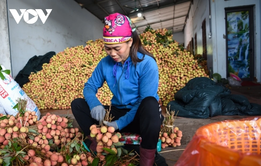 Hỗ trợ tiêu thụ nông sản chính vụ hiệu quả. 