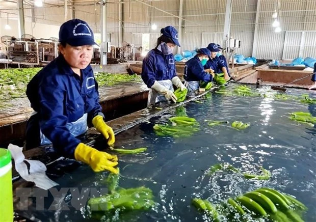 Sơ chế chuối xuất khẩu tại Công ty Cổ phần cao su Thống Nhất, thành phố Bà Rịa. (Ảnh: Hồng Đạt/TTXVN)