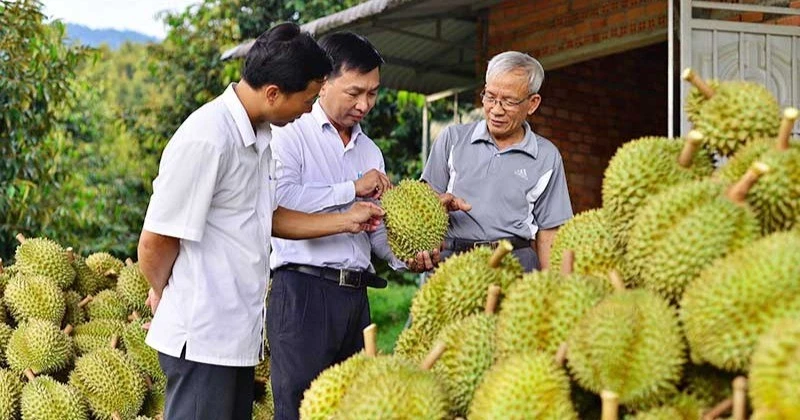 Một điểm thu mua sầu riêng tại tỉnh Lâm Đồng.