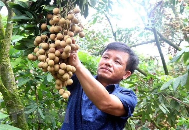 Ông Bùi Xuân Sử, thôn Nễ Châu, xã Hồng Nam, thành phố Hưng Yên là người tiên phong trồng nhãn hữu cơ. (Ảnh: Đinh Văn Nhiều/TTXVN)