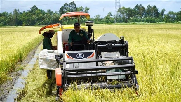 Nông dân huyện Gò Quao (Kiên Giang) thu hoạch lúa Hè Thu. (Ảnh: Văn Sĩ/TTXVN)