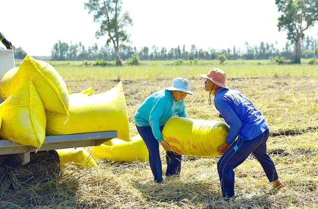 Giá gạo xuất khẩu tăng sẽ có lợi cho nông dân và doanh nghiệp. Tuy nhiên, mức tăng phải chấp nhận được. (Ảnh minh họa - Ảnh: PLO)