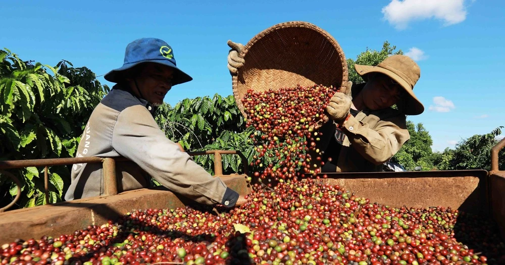 Thu hoạch càphê ở vùng trồng của Công ty Simexco Daklak, thành phố Buôn Ma Thuột, tỉnh Đắk Lắk. (Ảnh: Vũ Sinh/TTXVN)