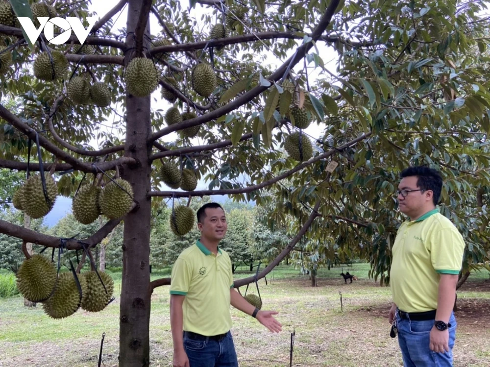 Việt Nam có nhiều lợi thế về các mặt hàng nông sản, nếu có thể giao dịch trên sàn sẽ giúp nông dân có thêm lợi ích (Ảnh: DQS)