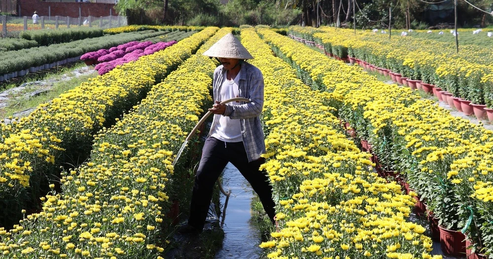 Năm nay thời tiết thuận lợi, hoa sinh trưởng và phát triển tốt, nở đúng Tết, màu sắc đẹp. (Ảnh: Hữu Chí/TTXVN)