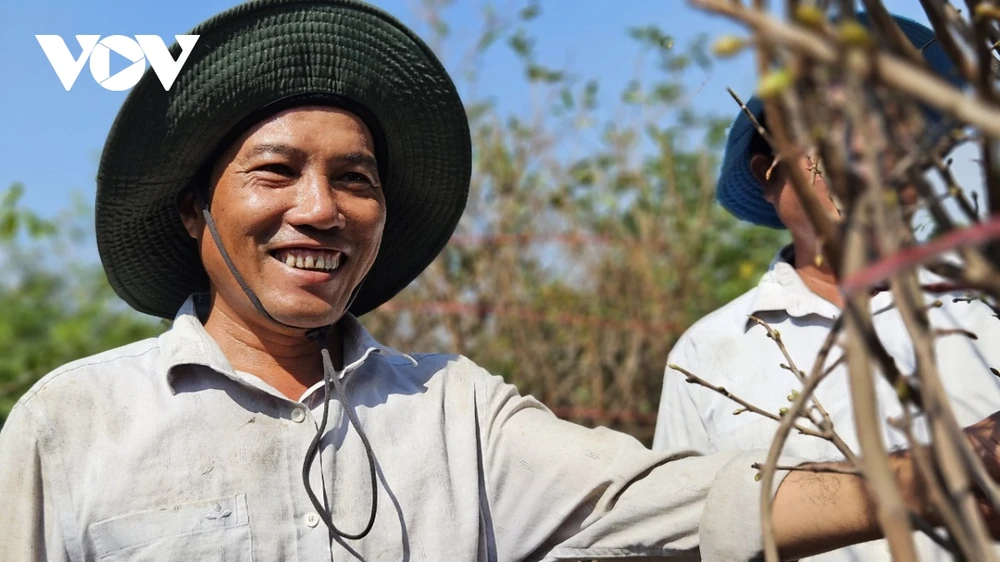 Anh Dương Đức Xuyên chuẩn bị mai vàng để xuất đi các tỉnh phía Bắc. (Ảnh Nguyễn Quang)