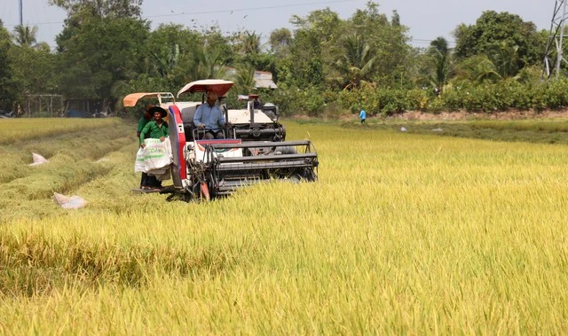 Việt Nam không chỉ dẫn đầu về xuất khẩu lúa gạo, mà còn chuyển đổi sang lúa gạo chất lượng cao, phát thải thấp (Ảnh minh họa)