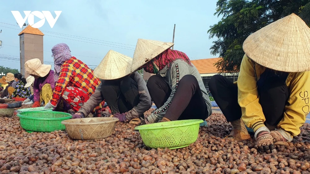 Điều thô được một số doanh nghiệp nhập từ Campuchia, châu Phi - Ảnh: Nguyễn Quang