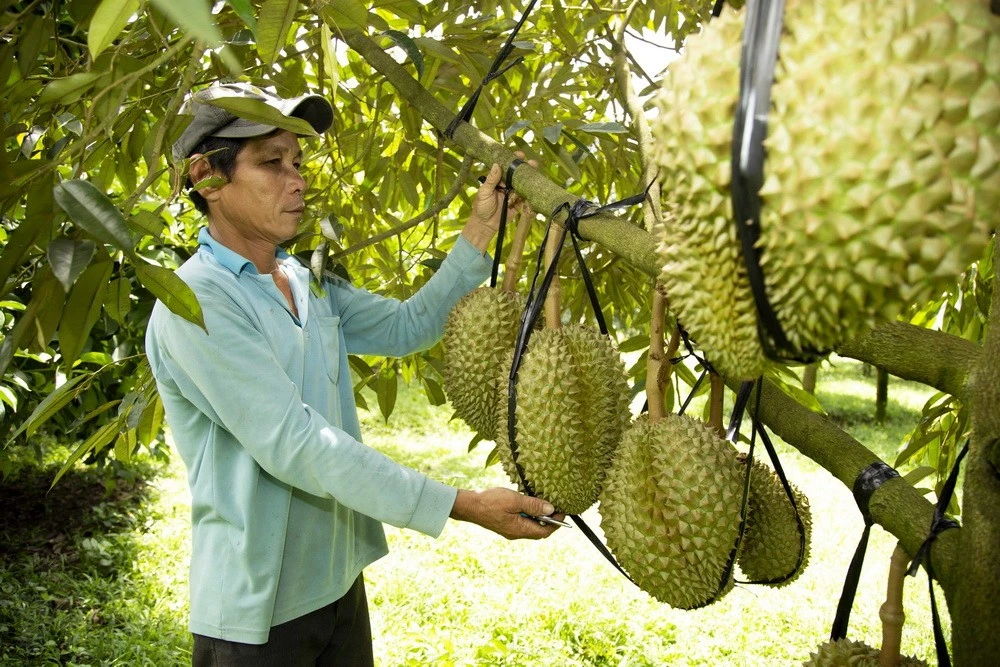 Sầu riêng Khánh Sơn, tỉnh Khánh Hòa, được biết đến với ưu điểm là quả to, vỏ mỏng, cơm vàng, hạt lép, thịt ráo tỷ lệ trọng lượng cơm lên đến 30-40% cho mỗi quả được người tiêu dùng ưa chuộng. (Ảnh: TTXVN phát)