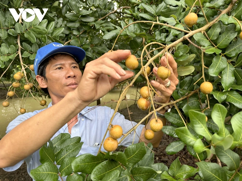 Nhiều loại trái cây đã xuất khẩu sang Mỹ và nhiều quốc gia khác