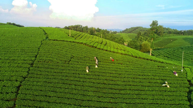 Những vùng nguyên liệu không chỉ xanh mà còn phải sạch tự nhiên đang ngày càng trở thành tiêu chí quan trọng để sản xuất ra các thức uống giải khát tốt cho sức khỏe người tiêu dùng. Trong ảnh là đồi chè tại vùng chè La Bằng nổi tiếng tại Thái Nguyên dùng để sản xuất Trà Xanh Không Độ. 1-(8).jpg