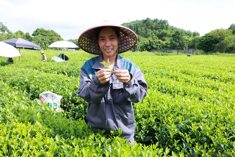 Chị Trần Thị Tươi tự hào khi vườn chè của gia đình chị được dùng để sản xuất ra thức uống nổi tiếng là Trà Xanh Không Độ. 2-(6).jpg