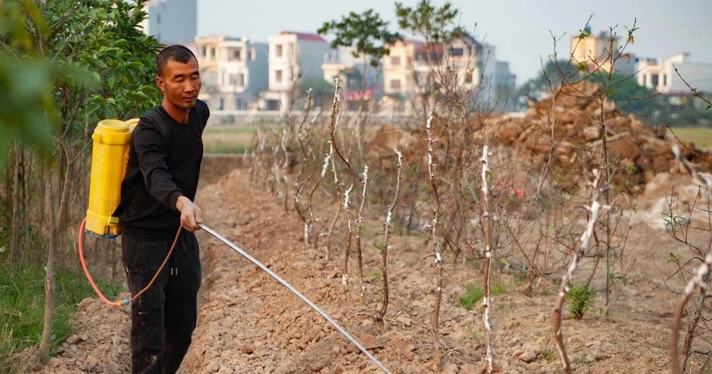 'Thủ phủ' hoa, cây cảnh ở Thái Bình sẵn sàng cung ứng cho thị trường Tết 2025