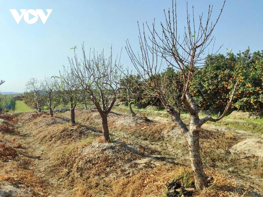 Các tháng cuối năm là vụ hoa chính của các nhà vườn Đông Triều, mang lại nguồn thu nhập đáng kể so với các vụ trồng lúa trong năm