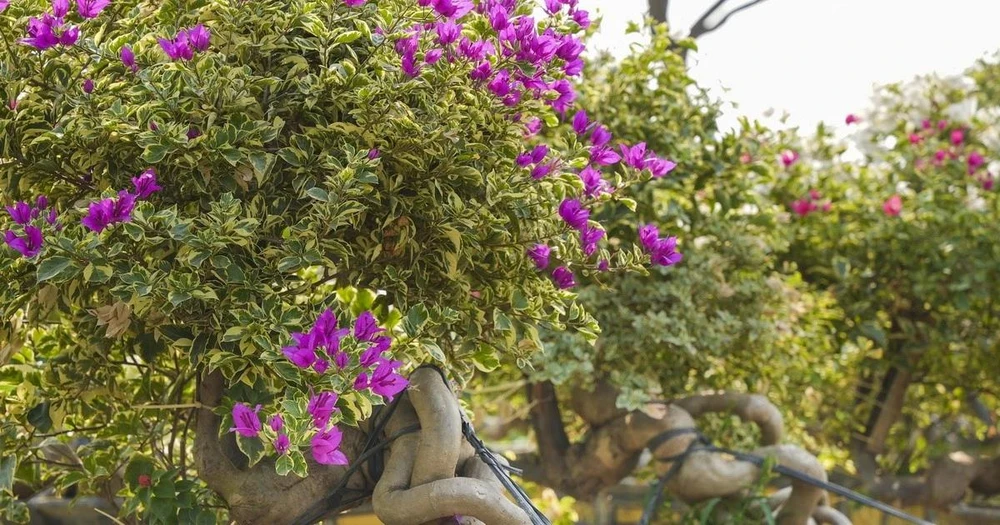 Hà Nội: Độc đáo hoa giấy bonsai ở làng Phù Đổng