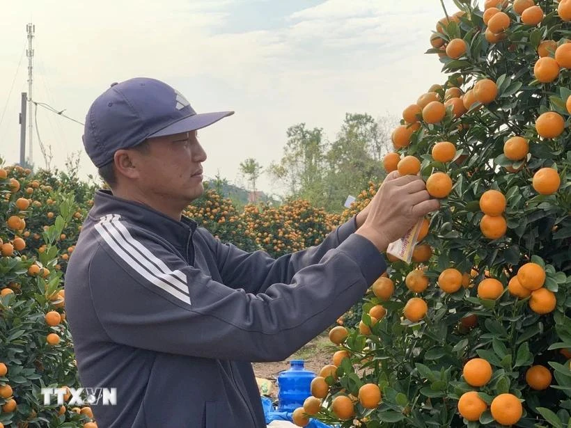 Chủ vườn kiểm tra cây bàn giao cho khách. (Ảnh: Nguyễn Lành/TTXVN)