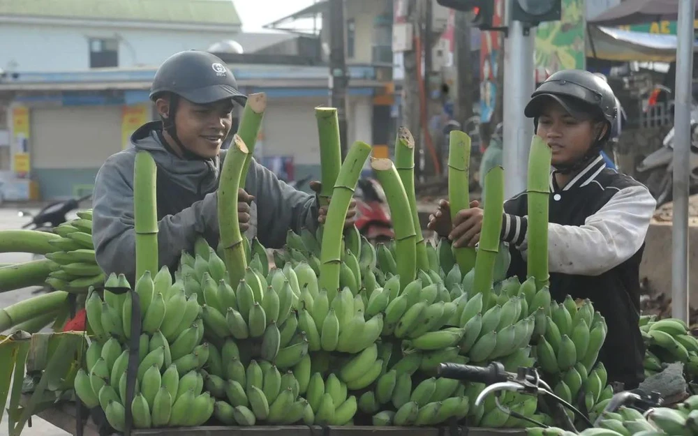 Chuối mật mốc trở thành cây chủ lực giúp người dân Hướng Hóa có thêm thu nhập trong dịp Tết 