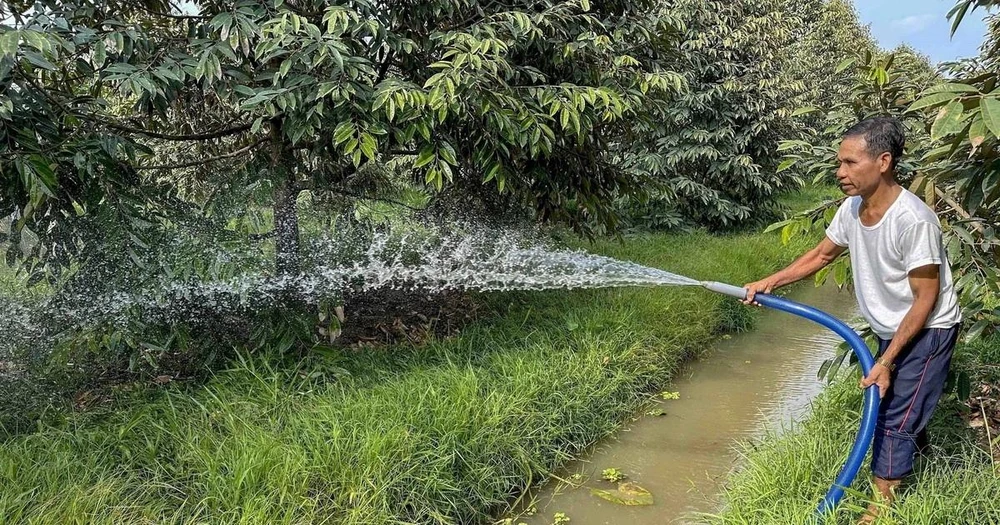 Nông dân xã Vĩnh Bình Bắc, huyện Gò Quao chăm sóc vườn sầu riêng sau khi hệ thống thủy lợi của tỉnh Kiên Giang dần khép kín giúp ngăn mặn, bảo vệ vùng ngọt vào mùa khô. (Ảnh: Thanh Liêm/TTXVN)