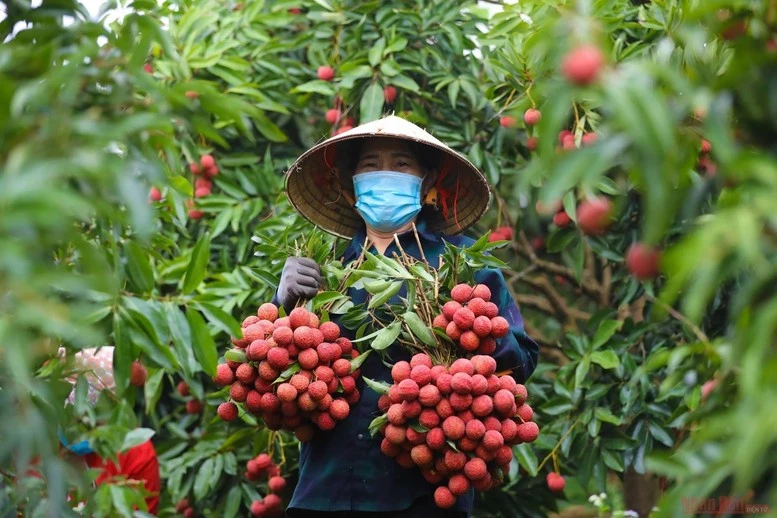 Bắc Giang đang áp dụng chiến lược tiêu thụ vải thiều đa dạng, kết hợp giữa thị trường trong nước và xuất khẩu.