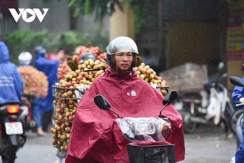 Từ sáng sớm, người dân đã tất bật chở vải đi bán dù trời nắng hay mưa. Vải thường được thu hoạch vào buổi chiều hôm trước hay vào tờ mờ sáng để kịp mang ra trung tâm bán khi vải vẫn còn tươi mới được giá. Từ sáng sớm, người dân đã tất bật chở vải đi bán dù trời nắng hay mưa. Vải thường được thu hoạch vào buổi chiều hôm trước hay vào tờ mờ sáng để kịp mang ra trung tâm bán khi vải vẫn còn tươi mới được giá.