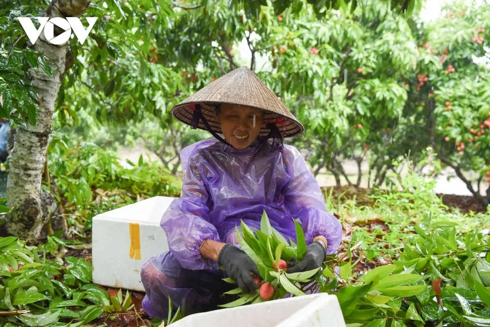 Sau 1 năm làm lụng vất vả “bán mặt cho đất, bán lưng cho trời”, người trồng vải xã Phúc Hoà, huyện Tân Yên tươi cười khi quả vải năm nay đạt chất lượng cao thơm ngọt, vị thanh. Sau 1 năm làm lụng vất vả “bán mặt cho đất, bán lưng cho trời”, người trồng vải xã Phúc Hoà, huyện Tân Yên tươi cười khi quả vải năm nay đạt chất lượng cao thơm ngọt, vị thanh.