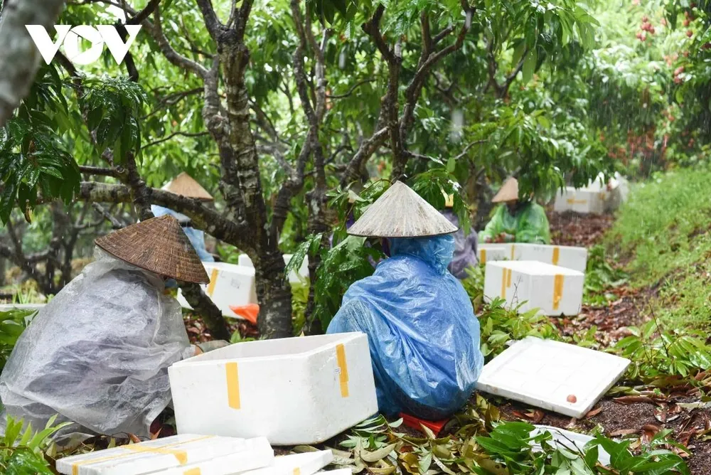 Để giúp người dân có mức thu nhập ổn định từ việc trồng vải, UBND huyện Tân Yên đã chủ động nắm bắt diễn biến tình hình tiêu thụ của bà con, hướng dẫn bà con sớm chuyển đổi mô hình canh tác. Trong đó chú trọng những mã vùng trồng vải thiều đi xuất khẩu thì sẽ cam kết được đầu ra, bao tiêu sản phẩm cũng như chất lượng để tránh điệp khúc “được mùa thì mất giá”. Để giúp người dân có mức thu nhập ổn định từ việc trồng vải, UBND huyện Tân Yên đã chủ động nắm bắt diễn biến tình hình tiêu thụ của bà con, hướng dẫn bà con sớm chuyển đổi mô hình canh tác. Trong đó chú trọng những mã vùng trồng vải thiều đi xuất khẩu thì sẽ cam kết được đầu ra, bao tiêu sản phẩm cũng như chất lượng để tránh điệp khúc “được mùa thì mất giá”.