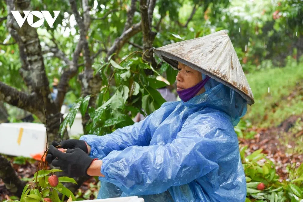 Anh Ngô Văn Cường thôn Quất Du 2, xã Phúc Hòa, huyện Tân Yên, tỉnh Bắc Giang cho biết, năm nay thời tiết ủng hộ, tỷ lệ hoa đậu quả cao nên chất lượng vải thiều có độ nhỉnh hơn năm ngoái vì thời tiết nắng nhiều lên vải có độ ngọt, thanh. Anh Ngô Văn Cường thôn Quất Du 2, xã Phúc Hòa, huyện Tân Yên, tỉnh Bắc Giang cho biết, năm nay thời tiết ủng hộ, tỷ lệ hoa đậu quả cao nên chất lượng vải thiều có độ nhỉnh hơn năm ngoái vì thời tiết nắng nhiều lên vải có độ ngọt, thanh.