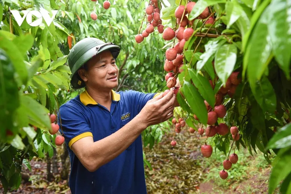 “Để làm ra sự khác biệt giữa quả vải đi xuất khẩu so với quả vải thông thường thì người dân chúng tôi phải đầu tư nhiều hơn từ phân bón hữu cơ đến công nhân lao động. Vì vải thiều đi xuất khẩu phải duy trì được lượng dư thuốc bảo vệ thực vật, đồng thời kết hợp với việc sử dụng chế phẩm sinh học tại vườn nên mất thời gian hơn. Với khoảng 1,2ha vải thiều xuất khẩu đi Nhật, EU, Thái Lan, chúng tôi được doanh nghiệp ký kết, bao tiêu sản phẩm với mức giá 35 nghìn đồng/kg”- anh Cường chia sẻ. “Để làm ra sự khác biệt giữa quả vải đi xuất khẩu so với quả vải thông thường thì người dân chúng tôi phải đầu tư nhiều hơn từ phân bón hữu cơ đến công nhân lao động. Vì vải thiều đi xuất khẩu phải duy trì được lượng dư thuốc bảo vệ thực vật, đồng thời kết hợp với việc sử dụng chế phẩm sinh học tại vườn nên mất thời gian hơn. Với khoảng 1,2ha vải thiều xuất khẩu đi Nhật, EU, Thái Lan, chúng tôi được doanh nghiệp ký kết, bao tiêu sản phẩm với mức giá 35 nghìn đồng/kg”- anh Cường chia sẻ.