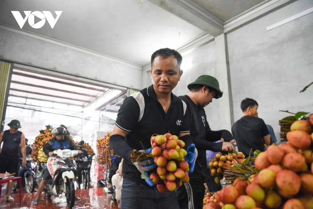 Tại một điểm cân vải ở xã Phúc Hoà những quả vải sau khi được thương lái thu mua được những người lao động xếp hàng cẩn thận. Tại một điểm cân vải ở xã Phúc Hoà những quả vải sau khi được thương lái thu mua được những người lao động xếp hàng cẩn thận.
