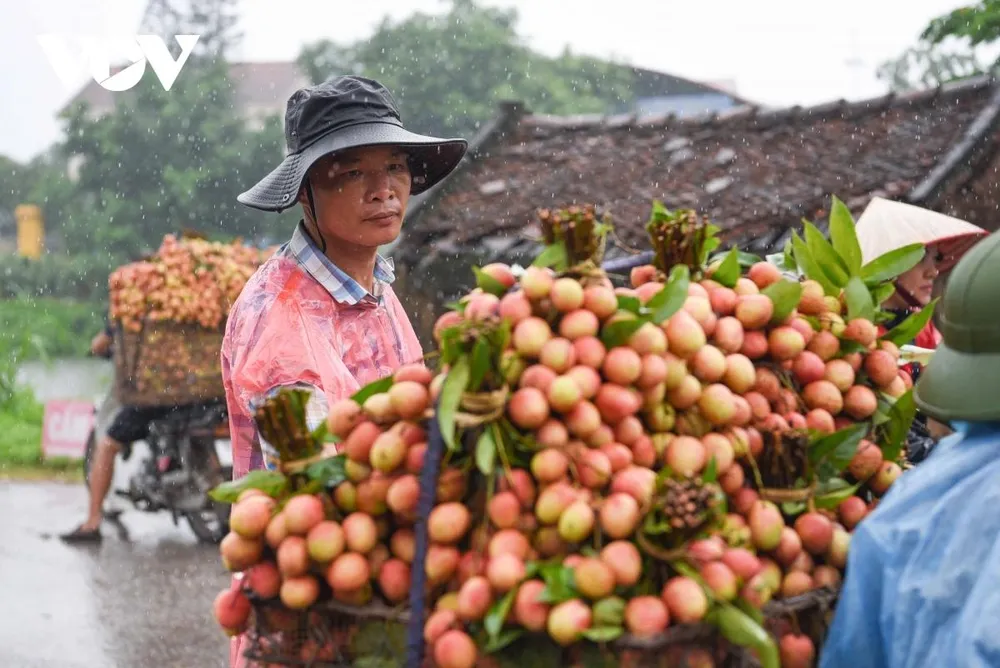Trao đổi với phóng viên, ông Nguyễn Văn Hưng – Phó Chủ tịch UBND xã Phúc Hoà, huyện Tân Yên, tỉnh Bắc Giang cho biết, tính đến thời điểm hiện tại tình hình tiêu thụ vải thiều sớm xã Phúc Hoà cơ bản ổn định, giá cả không có nhiều biến động mạnh, do đã được các cơ quan chức năng tính toán từ trước. Trao đổi với phóng viên, ông Nguyễn Văn Hưng – Phó Chủ tịch UBND xã Phúc Hoà, huyện Tân Yên, tỉnh Bắc Giang cho biết, tính đến thời điểm hiện tại tình hình tiêu thụ vải thiều sớm xã Phúc Hoà cơ bản ổn định, giá cả không có nhiều biến động mạnh, do đã được các cơ quan chức năng tính toán từ trước.